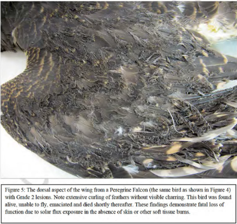 singeing small singeing small